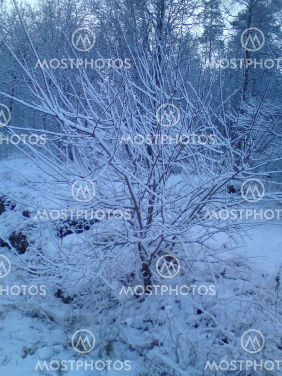 Snow trees 2011 Winter trees 3