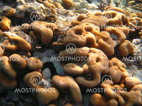 Corals at the bottom of the Red Sea