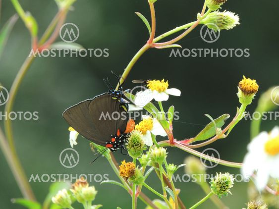 Great Purple Hairstreak (Atildes halesus) Butterfly