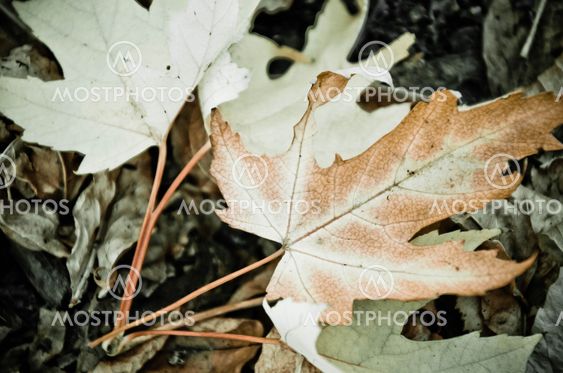 Background of a group autumn orange leaves