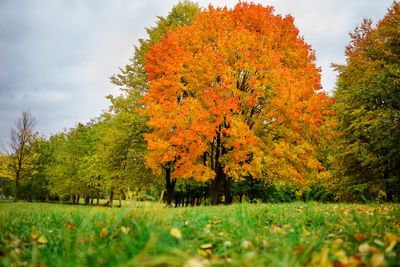 landscape in the park with autumn trees