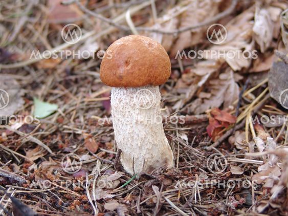 mushroom
