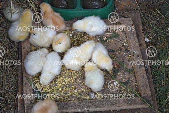 The Little chickens