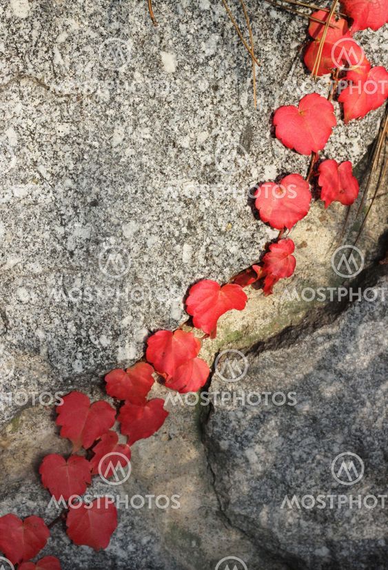 Close up of autumn ivy