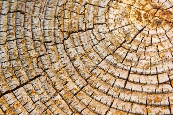 Old wood texture