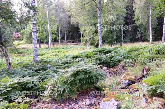 Ormbunkar i skogen vid Högbo bruk