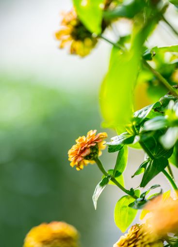 Colourful Common Zinnia in summer sun in a garden.