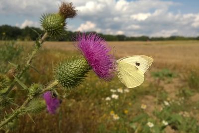Large White oder cabbage butterfly