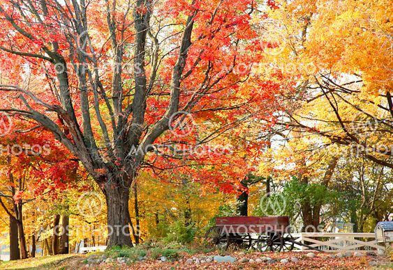 Colorful Autumn Landscape