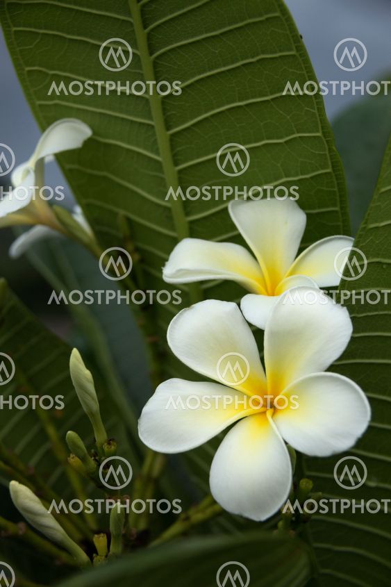 Plumeria Flower Bali Meaning Best Flower Site