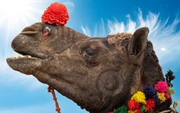 Camels at the Pushkar Fair, also called the Pushkar Camel...
