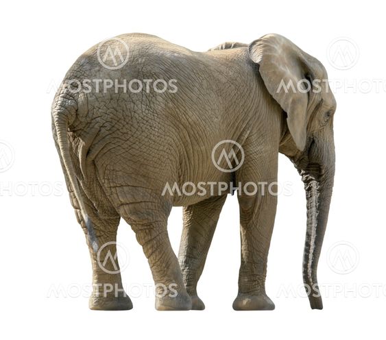 african elephant
