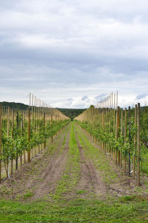Apple orchard in Kivik Österlen