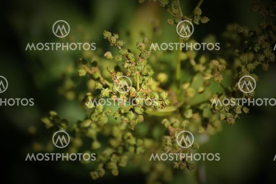 Meadowsweet Fruits