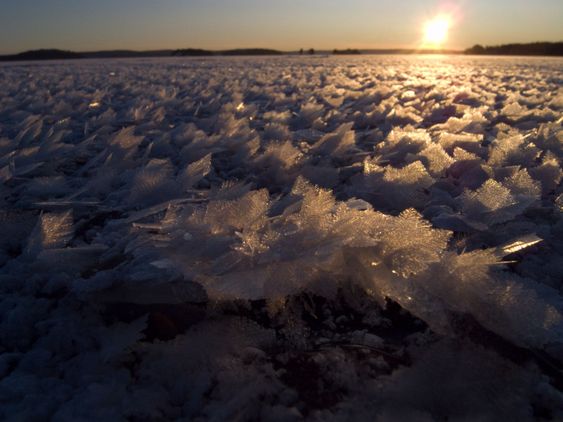 Frost roses ona lake