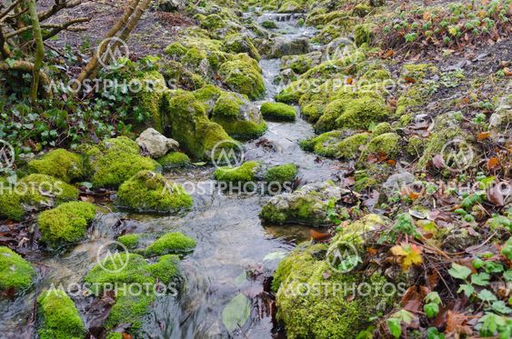 Mossy-Brook
