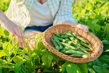 Woman picking green beans in the summer garden