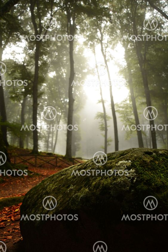 The wood