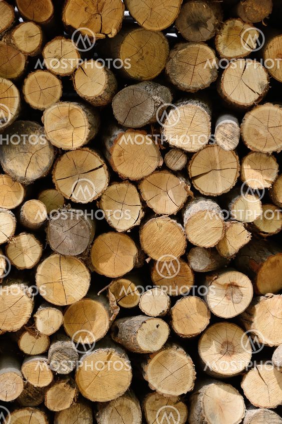 cross section side of firewoods