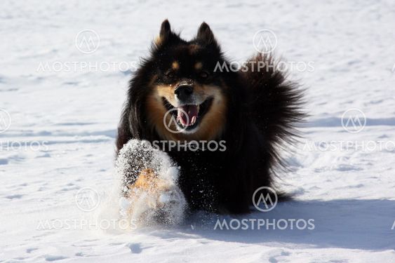 Happy dog