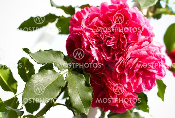 Close up of roses