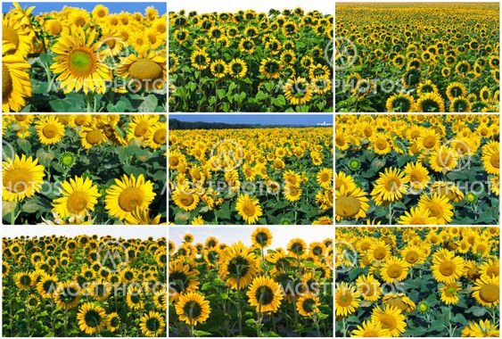 Sunflowers