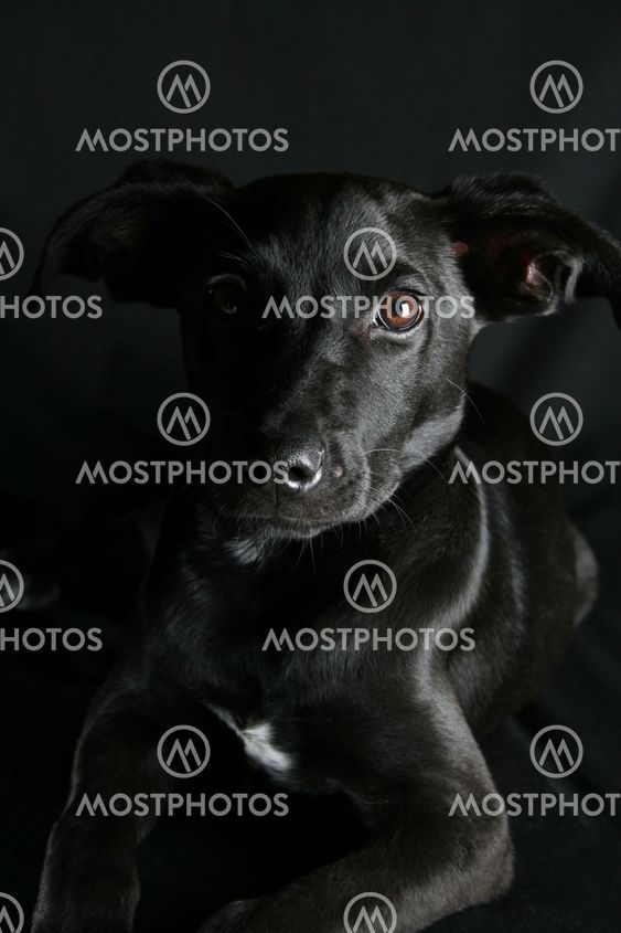 Mixed Breed Puppy