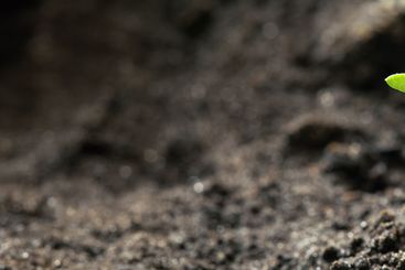 Growing Green Sprout From Soil. Spring Agricultural Season