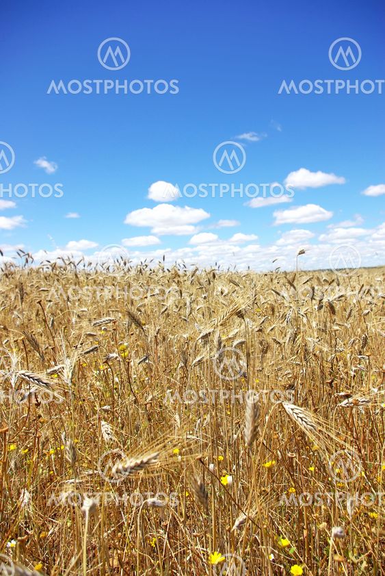 Spikes of wheat field.