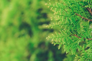 Close-up of junipers tree branch background
