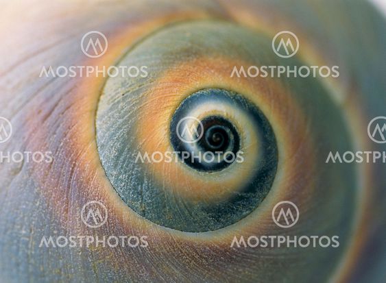 Moon Snail