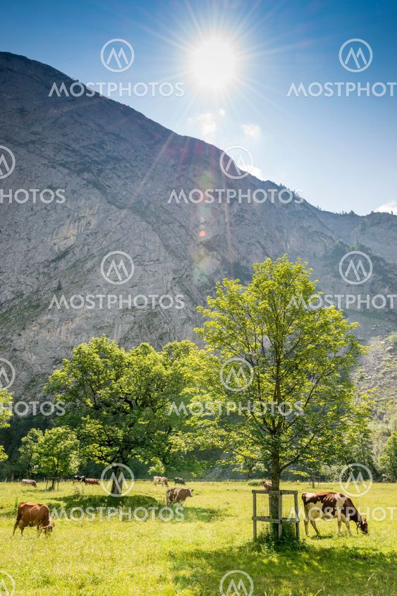 Flock of cows in alps