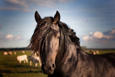 Horses at Revinge Skane Sweden