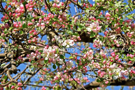 Crab apple tree