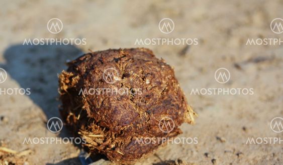 Ball or fresh elephant dung