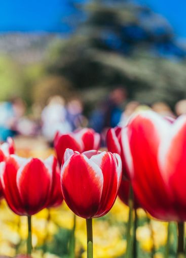 Red tulips with beautiful bouquet background.