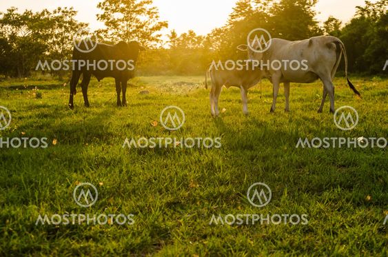Cow and grass