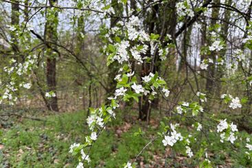 White blossoms covering tree branches in a spring season...