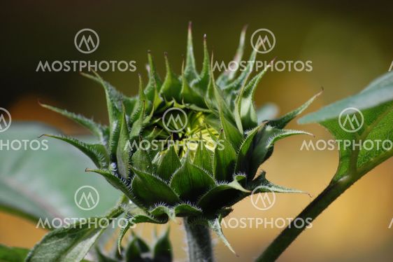 Blooming Sunflower