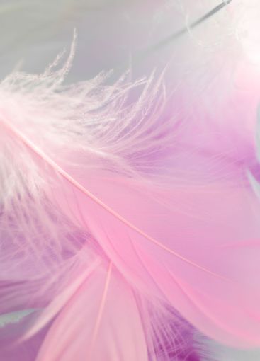 Pink and White Feather Texture.Delicate Pink...