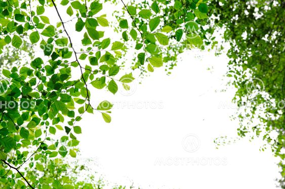 Green spring leaves on white background