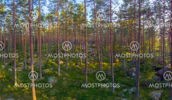 Evergreen forest