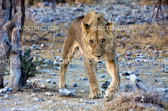 young lion looking at me at etosha national park namibia