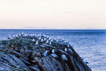 Black-legged kittiwake on a rock by the sea