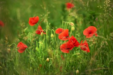 Flowers, nature and poppies in spring or season in...