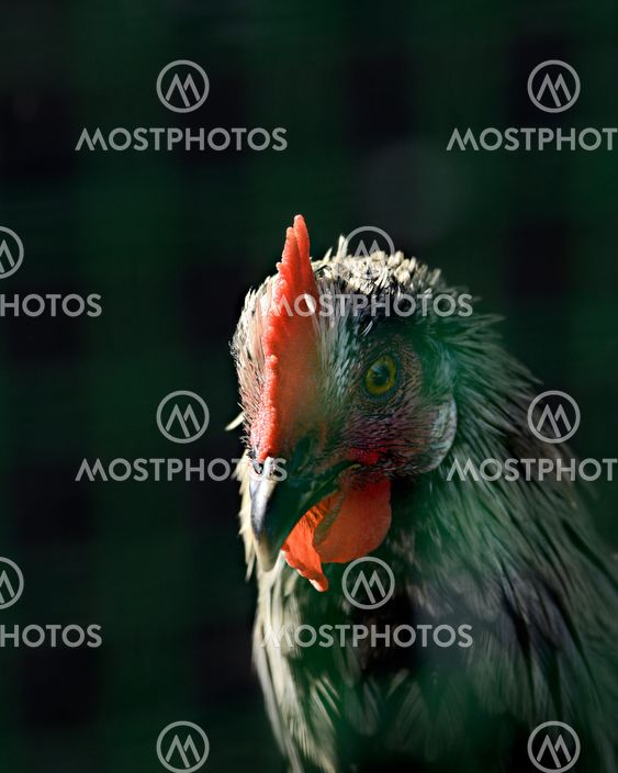 Cock head closeup on dark background with a red beard and comb