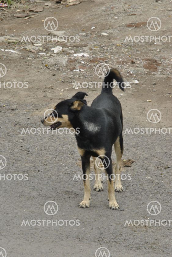 dog
