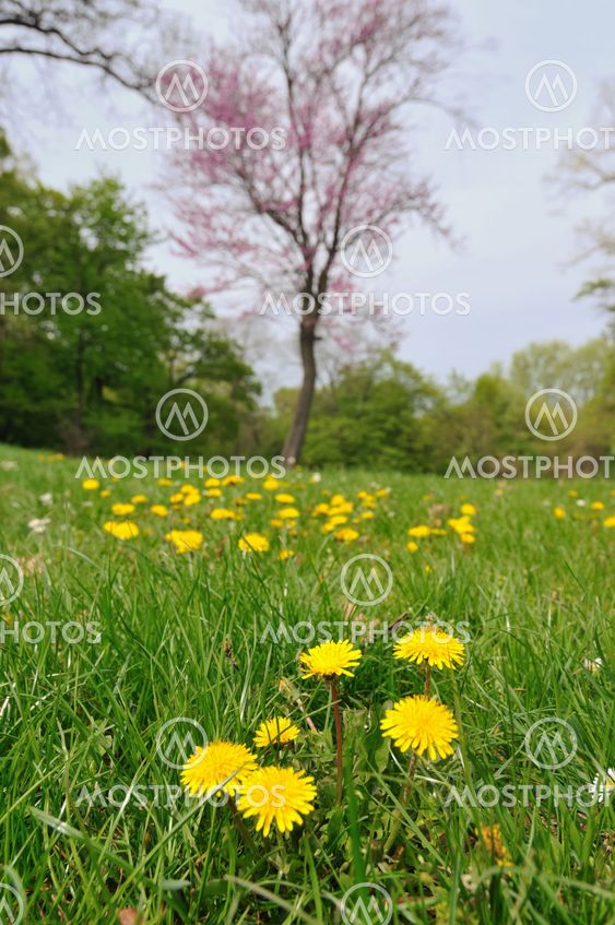 Spring flowers