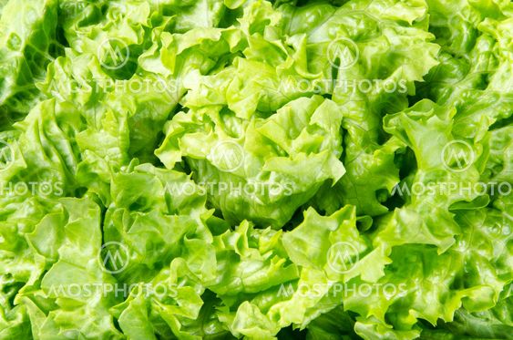 Texture and background of spring green lettuce leaves