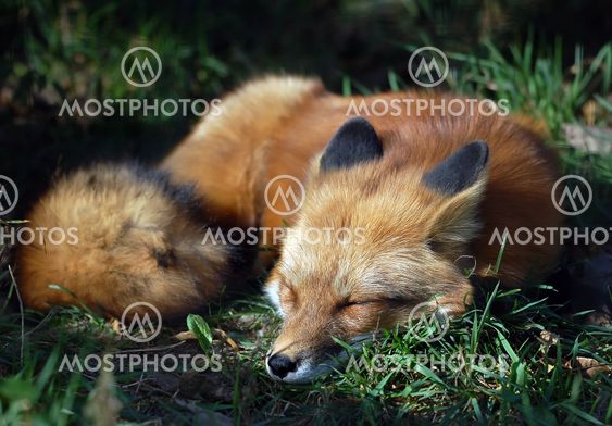Red Fox (Vulpes vulpes)